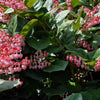 40 SALAL BERRY Gaultheria Shallon Pink White Flowers Blue Fruit Shrub Seeds