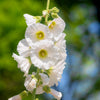 25 WHITE HOLLYHOCK Alcea Rosea Flower Seeds Perennial
