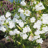 200 White CANTERBURY BELLS - CAMPANULA Medium Flower Seeds