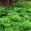 1000 + SENSITIVE FERN Onoclea Sensibilis aka Bead or Sympathy Fern Spores Seeds