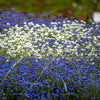 100 Victoria WHITE FORGET Me NOT Myosotis Alpestris Shade or Sun Flower Seeds