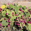 Yellow Prickly Pear Cactus Seeds – Nopal Opuntia Ficus-Indica Flower