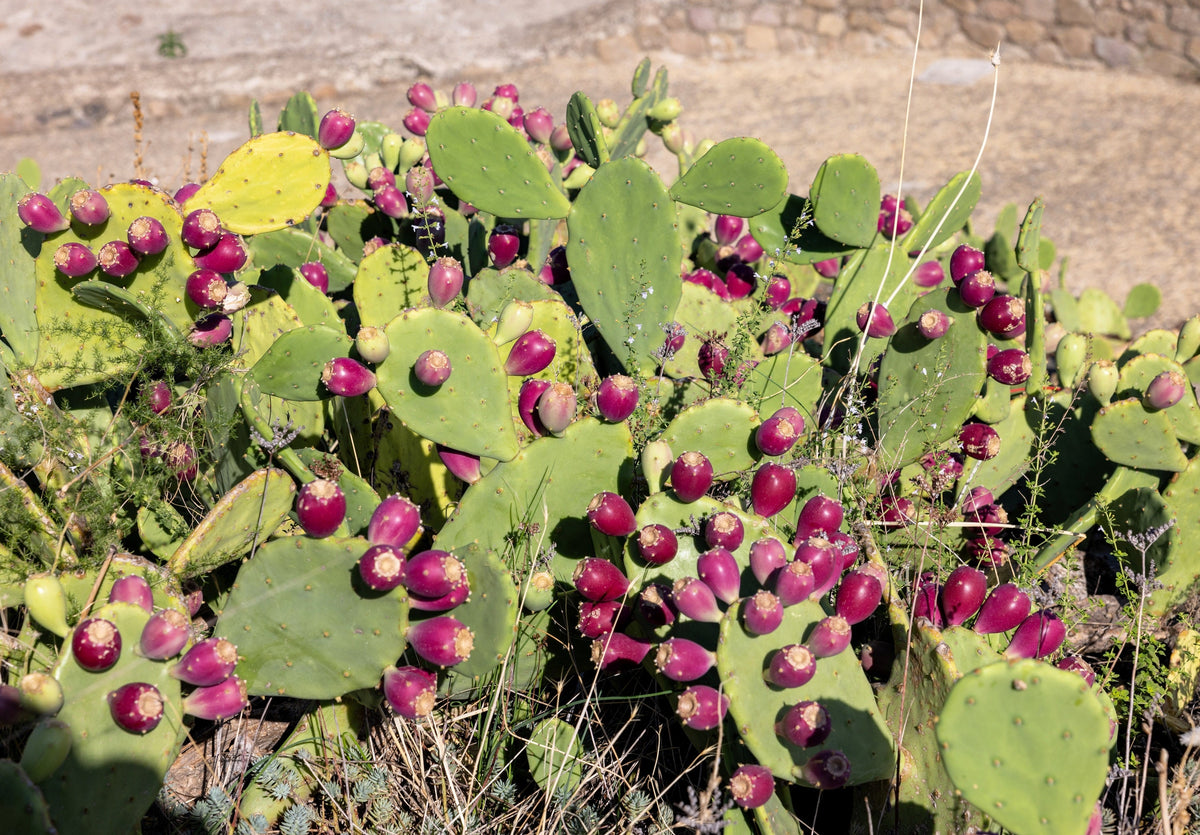Yellow Prickly Pear Cactus Seeds – Nopal Opuntia Ficus-Indica Flower