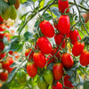 500 ITALIAN ROMA TOMATO Lycopersicon Lycopersicum Fruit Vegetable Seeds