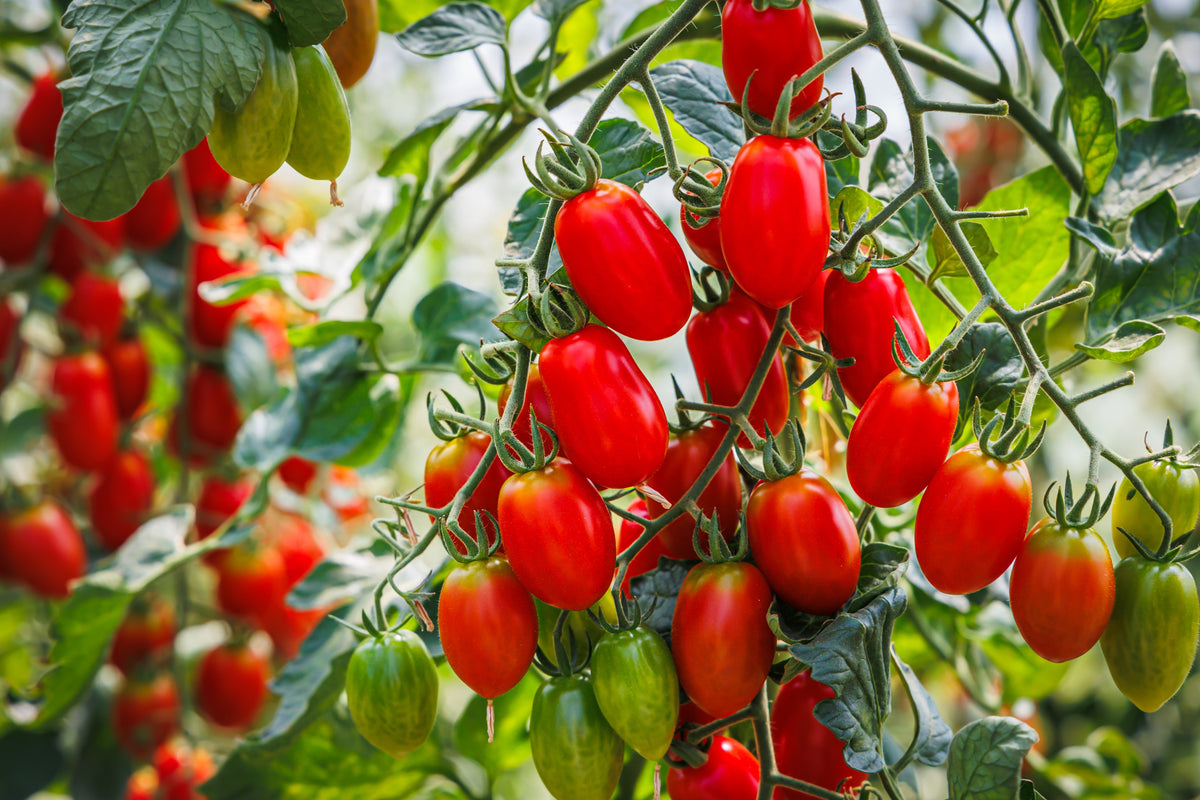 Italian Roma Bush 500 ITALIAN ROMA TOMATO Lycopersicon Lycopersicum Fruit Vegetable Seed ...