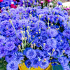 1000 Dwarf Blue BACHELORS BUTTON CORNFLOWER Centaurea Cyanus Flower Seeds
