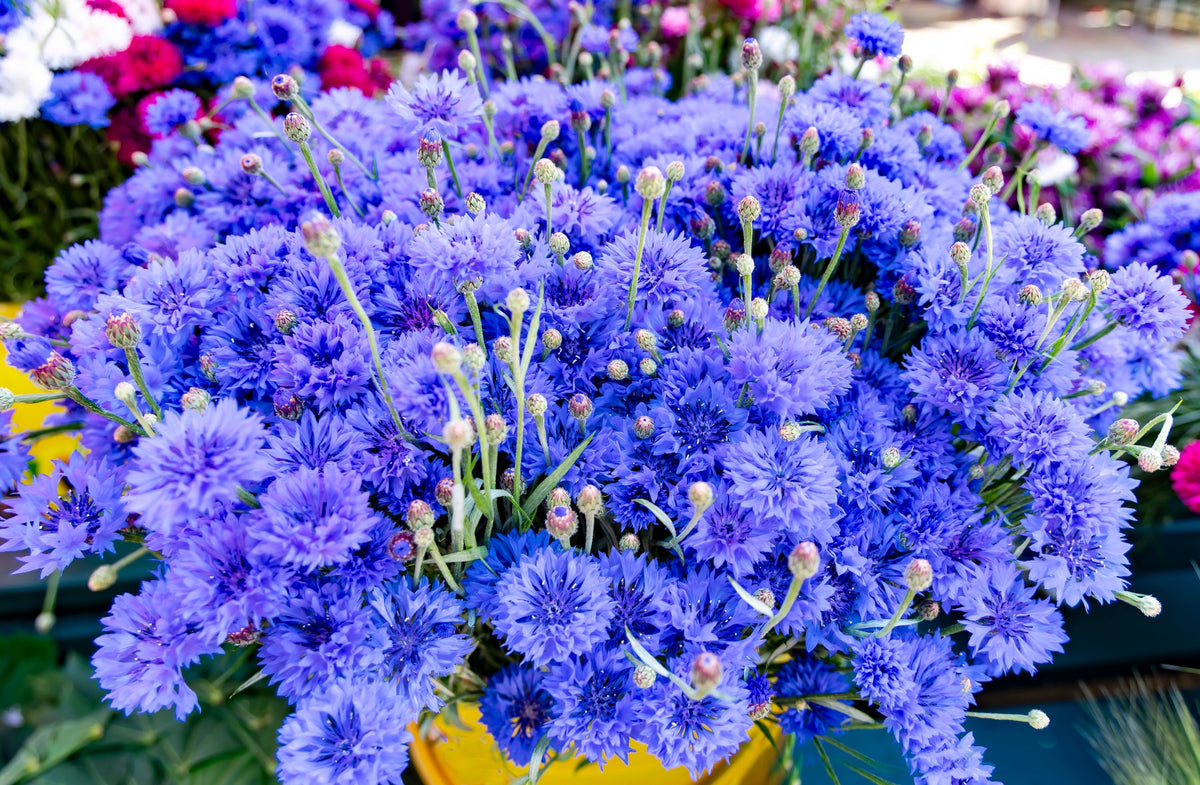 Dwarf Blue Bachelors Button Cornflower Seeds – Centaurea Cyanus Flower – photo 2