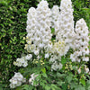 150 WHITE KING LARKSPUR Delphinium Consolida Giant Imperial Flower Seeds