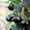 Purple Cherry Tomato Seeds – Lycopersicon Indeterminate Fruit Vegetable – photo 5