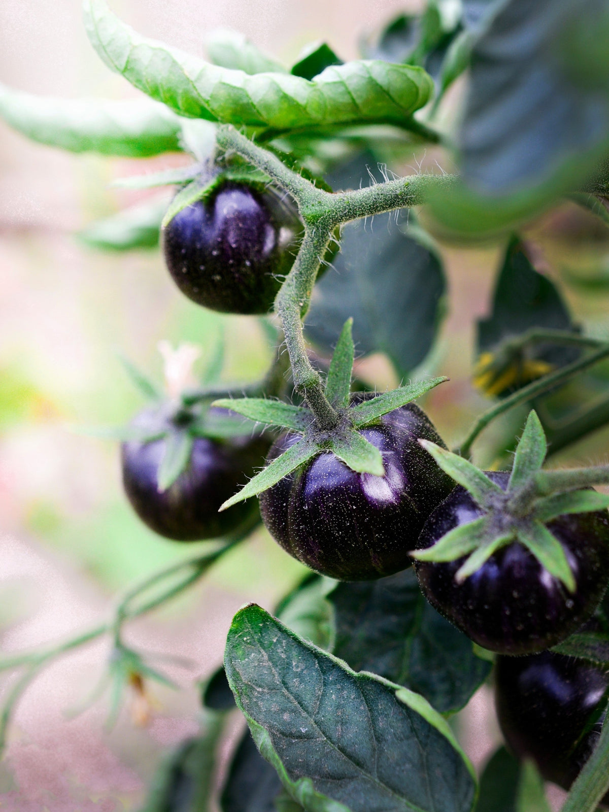 Purple Cherry Tomato Seeds – Lycopersicon Indeterminate Fruit Vegetable – photo 5