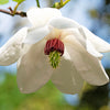 10 OYAMA MAGNOLIA TREE White Pink Flower Pink Pod Sieboldii Siebolds Shrub Seeds