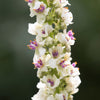 100 WHITE BLUSH VERBASCUM Blattaria Albiflorum Moth Mullein Flower Seeds