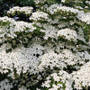 5 Flowering WHITE KOUSA DOGWOOD Cornus Kousa Tree Seeds