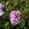 35 LILAC Light Purple CREPE MYRTLE Lagerstroemia Indica Flowering Shrub Bush Small Tree Seeds