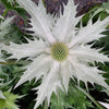 10 Giant SILVER SEA HOLLY Eryngium Giganteum Miss Willmott's Ghost Flower Seeds