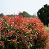 50 HEAVENLY BAMBOO Sacred Nandina Domestica Pink Red Sun Shade Shrub Seeds