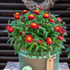 100 Red FIRE BALL STRAWFLOWER Helichrysum Monstrosum Flower Seeds