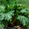 25 GLASKINS PERPETUAL RHUBARB (Pieplant) Rheum Rhabarbarum Fruit Vegetable Seeds