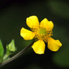 100 YELLOW AVENS Geum Aleppicum Moist Wetland Flower Seeds