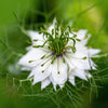 500 White LOVE IN A MIST ( Fennel Flower ) Nigella Damascena Flower Seeds