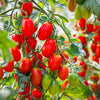 50 Organic AMISH PASTE TOMATO Red Heirloom Roma Type Lycopersicon Fruit Vegetable Seeds