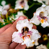 50 Flowering NORTHERN CATALPA Speciosa TREE Seeds (aka Western Catalpa or Catawba / Indian Cigar / Fish-Bait)