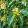 5 CAMPHOR TREE Laurel Cinnamomum Camphora Camphorwood White Flower Black Seeds