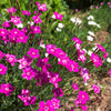 550 MAIDEN PINKS Mixed Colors Dianthus Deltoides Flower Seeds
