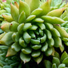 50 ROCK PINE Orostachys Japonica Multicolored Succulent Pink Flower Houseplant Seeds