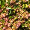 40 Mixed Colors FLORIDA HOPBUSH Dodonaea Viscosa Hawaiian Hopseed Flower Shrub Seeds