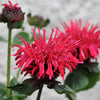 10 Panorama RED BEE BALM Monarda Didyma Oswego Tea Herb Flower Seeds