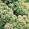 50 Organic MINT VANILLA QUINOA Green & White Chenopodium Vegetable Grain Seeds SuperFood