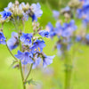 100 BLUE PEARL POLEMONIUM ( Jacobs Ladder ) Polemonium Caeruleum Flower Seeds