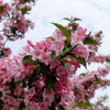 50 OLD FASHIONED WEIGELA Florida Bush Shrub Flower Seeds