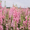 100 PINK PERFECTION LARKSPUR / DELPHINIUM Consolida Ambigua Ajacis Flower Seeds