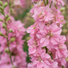100 PINK PERFECTION LARKSPUR / DELPHINIUM Consolida Ambigua Ajacis Flower Seeds