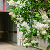 20 WHITE TREE LILAC Hummingbird Flower Fragrant Peking Syringa Pekinensis Seeds