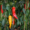 25 JIMMY NARDELLO PEPPER Sweet Red Italian Capsicum Annuum Vegetable Seeds