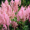 100 PINK MIX ASTILBE (False Spirea / False Goats Beard) Astilbe Chinensis Flower Seeds