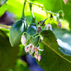 10 TAMARILLO / TREE TOMATO Cyphomandra Betacea Solanum Fruit Tree Seeds