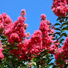 35 Dark PINK CREPE MYRTLE Lagerstroemia Indica Flowering Shrub Bush Small Tree Seeds
