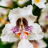 50 Flowering NORTHERN CATALPA Speciosa TREE Seeds (aka Western Catalpa or Catawba / Indian Cigar / Fish-Bait)