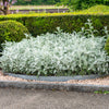 300 SILVERDUST DUSTY MILLER Cineraria Maritima Jacobaea Senecio Flower Seeds