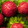 Red Indian Tuttifrutti Strawberry Seeds – Duchesnea Indica Flower Berry Fruit – photo 2