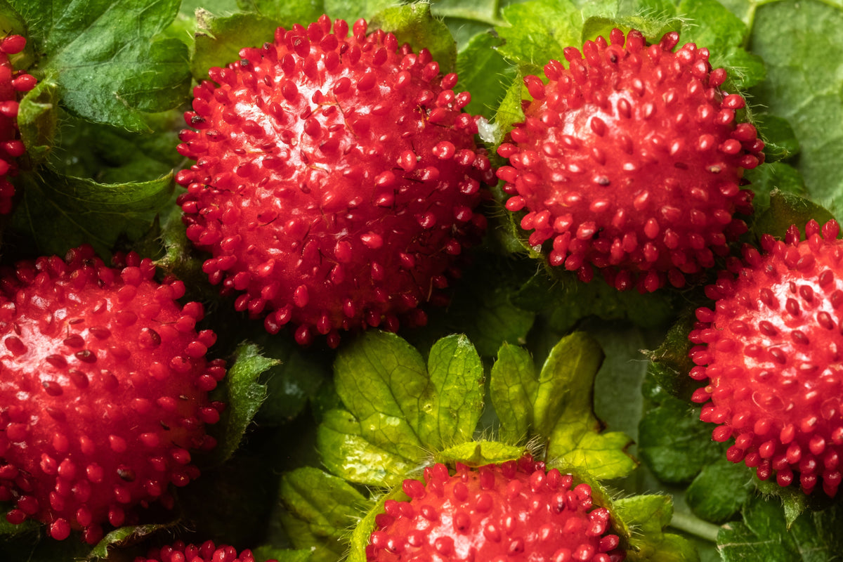 Red Indian Tuttifrutti Strawberry Seeds – Duchesnea Indica Flower Berry Fruit – photo 2