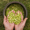 30 PIGEON PEA Dhal Gungo Puerto Rico Bean Cajanus Cajan Vegetable Seeds