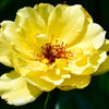 10 Yellow MANCHU ROSE Bush Rosa Xanthina Hummingbird Flower Seeds