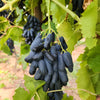 5 BLACK FINGER GRAPE Vitis Viniferia Fruit Vine Seeds