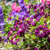 10 MIXED HYBRID CLEMATIS Hybrida Red Purple Pink Blue Bicolor Flower Vine Seeds