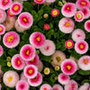 100 Strawberries & Cream ENGLISH DAISY Bellis Perennis Flower Seeds